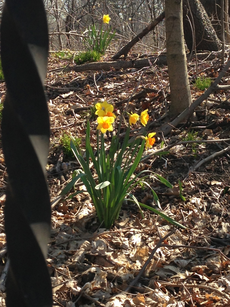 Daffodils abloom.